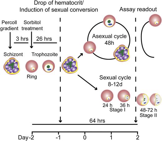 Assay protocol in 96-well plates. Parasites were first treated with sorbitol to obtain a loosely synchronous ring stage population. After 1 cycle, sequential purification of late stages on a Percoll gradient and treatment with sorbitol 3 h later, after reinvasion, resulted in a highly synchronous population of ring-stage parasites. These were seeded at 1% parasitemia and 4% hematocrit into a 96-well plate. After 24 h, the hematocrit was reduced to 2% (ie, sexual conversion induced) by doubling the volume of culture medium from 110 μL to 220 μL. After another 72 h and 1 asexual replication cycle, cells from each well were analyzed to quantify total parasite and gametocyte loads. The timeline represents the assay period (96 h) performed in 96-well plates.