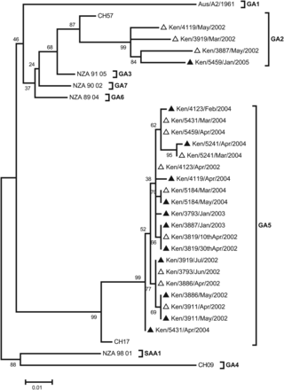 Maximum likelihood phylogenetic tree based on the sequences from the 12 subjects who experienced homologous group A reinfections. Reference sequences for genotypes GA1-7 and SAA1-3 were included to assign the strains G genotypes. The GenBank accession numbers of the reference sequences are Aus/A2/1961, M11486; CH57,AF065258 ; NZA_91_05, DQ171722; CH9, AF065254; CH17, AF065255; NZA_89_04, DQ171761, NZA_90_02, DQ171755; and NZA_98_01, DQ171792. The empty triangles represent first infections, and the dark, filled triangles represent the repeat infections.