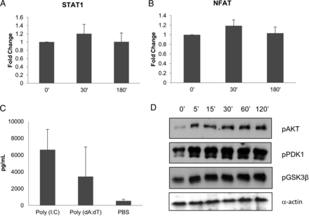 Levels of DNA-binding activity of STAT1 (A) and NFAT (B) in TR146 cells 30 minutes and 3 hours postinfection with Candida albicans. C, Production of granulocyte colony-stimulating factor by TR146 cells in response to TLR3 (poly I:C, 25 μg/mL) and RIG-I (Poly dA:dT, 1 μg/mL) agonists. D, Increasing phosphorylation of PDK1, Akt, and GSK3β from 5 minutes up to 2 hours postinfection. In all cases, multiplicity of infection = 10. Candida albicans was added as 100% yeast that switched to hyphal growth by 2 hours after infection. Results shown are the mean (A–C) or representative (D) of 3 independent experiments. Abbreviation: PBS, phosphate-buffered saline.