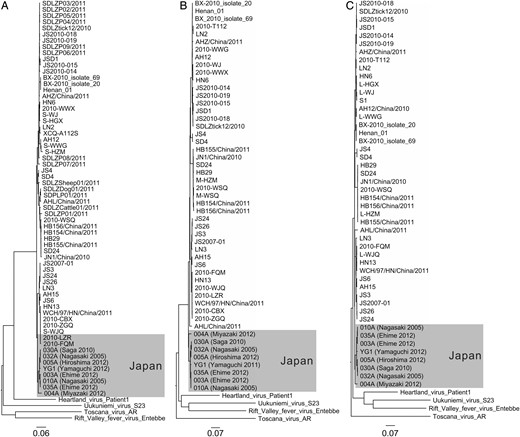 Phylogenetic trees showing the phylogenetic positions of severe fever with thrombocytopenia syndrome virus (SFTSV) strains in Japan, compared with other known strains. Trees are based on the S segment (A; left panel), M segment (B; middle panel), and L segment (C; right panel). Heartland virus, Uukuniemi virus, Toscana virus, and Rift Valley fever virus are included in the phylogenetic analyses.