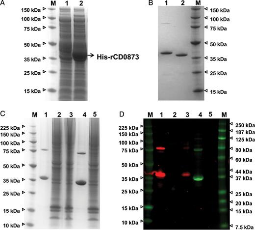 The recombinant CD0873 protein binds to Caco-2 cells. A, Expression of the recombinant CD0873 protein in Escherichia coli C43(DE3) by IPTG induction. Proteins of the Escherichia coli C43(DE3) cell lysates (lane 1, uninduced control; lane 2, induction of the protein expression with IPTG) were separated by sodium dodecyl sulfate–polyacrylamide gel electrophoresis (SDS-PAGE) and stained with SimplyBlue SafeStain. M, protein molecular weight marker (in kDa). B, SDS-PAGE of the purified recombinant CD0873 protein. Following induction of protein expression with IPTG, the histidine-tagged recombinant protein was purified (lane 1), and the histidine tag was removed by treating the purified protein with TEV protease (lane 2). C, Loading control of the protein binding assay. Caco-2 cells (7 × 105) were incubated with 100 µg of recombinant CD0873 protein for 2 hours (no protein and recombinant ɛ prototoxin of Clostridium perfringens served as negative controls), the cells were then washed, and the proteins of the Caco-2 cell lysates that were analyzed for protein binding were separated by SDS-PAGE and stained with SimplyBlue SafeStain. D, CD0873 immunoblot of Caco-2 cell lysates by Western blotting, using rabbit anti-CD0873 antibodies (dilution, 1:2500). The control ɛ prototoxin was detected by mouse anti-His antibodies. The Caco-2 cells were bound by the recombinant CD0873 protein but not by the control protein. Lane 1, recombinant CD0873 protein; lane 2, lysate of Caco-2 cells plus no protein (negative control); lane 3, lysate of Caco-2 cells plus recombinant CD0873 protein; lane 4, recombinant ɛ prototoxin of C. perfringens; lane 5, lysate of Caco-2 cells plus recombinant ɛ prototoxin of C. perfringens (washing control); M, protein molecular weight marker (in kDa).
