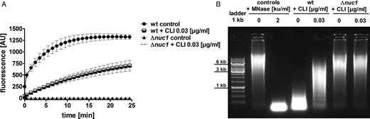 Quantification of Nuc1 activity in Staphylococcus aureus supernatants in the presence or absence of subclindamycin. A, S. aureus cultures grown to postexponential phase in the presence of subclindamycin resulted in a reduction of nuclease activity. DNA cleavage events were measured as increase in fluorescence (AU, arbitrary units). Reduced nuclease activity of LAC wild-type (wt) supernatants in the presence of subclindamycin is indicated by a lower fluorescence signal compared with control without subclindamycin (P < .01 at last measurement time point). Data were pooled from 3 independent experiments, each performed in triplicate (means ± standard errors of the mean) and statistically analyzed with Student t test. B, Representative agarose gel of bacterial culture supernatants of LAC wt and LAC Δnuc1 in the presence or absence of subclindamycin after incubation with calf thymus DNA. Nuclease activity resulted in a smear of degraded DNA; undegraded DNA appeared as a high molecular weight band. Addition of subclindamycin to the LAC wt cultures resulted in less degraded eukaryotic DNA. Abbreviations: ku, Kunitz units; MNase, micrococcal nuclease; CLI, clindamycin.