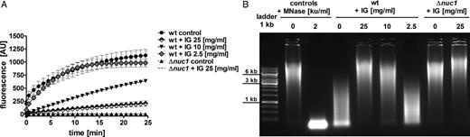 Dose-dependent inhibition of Staphylococcus aureus Nuc1 activity by immunoglobulin (IG). Supernatants of LAC wild-type (wt) and LAC Δnuc1 were preincubated with various amounts of immunoglobulin for 30 minutes at 37°C. A, Nuclease activity in the presence or absence of immunoglobulin was quantified with the molecular beacon–based reporter assay. Immunoglobulin dose-dependent inhibition of Nuc1 is shown from ≥3 independent experiments (means ± standard errors of the mean). Nuclease activity was significantly reduced after preincubation with 25 mg/mL (P < .01) and 10 mg/mL (P < .05) immunoglobulin, compared with control without immunoglobulin. No significant reduction in nuclease activity was observed after preincubation with 2.5 mg/mL immunoglobulin. Statistical analysis using Student t test was performed at the last measurement time point. B, Representative agarose gel of calf thymus DNA after incubation with bacterial culture supernatants of LAC wt and LAC Δnuc1 strains incubated with or without immunoglobulin. In the presence of high concentrations of immunoglobulin (25–10 mg/mL), less DNA degradation was observed, suggesting nuclease inhibition. Abbreviations: AU, arbitrary units; ku, Kunitz units; MNase, micrococcal nuclease.