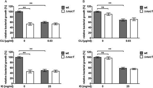 Reduced nuclease activity and enhanced bacterial clearance by neutrophils in the presence of subclindamycin and immunoglobulin. A, In extracellular neutrophil killing experiments, LAC wild-type (wt) showed significantly reduced growth when either treated with subclindamycin or preincubated with 25 mg/mL immunoglobulin, compared with bacteria grown without subclindamycin or immunoglobulin (control). LAC Δnuc1 was not affected by addition of subclindamycin or immunoglobulin. B, In total neutrophil killing experiments, LAC wt and LAC Δnuc1 grown with subclindamycin or preincubated with immunoglobulin showed significantly reduced growth compared with bacteria without subclindamycin or immunoglobulin (control). No significant difference in relative growth was observed comparing LAC wt and LAC Δnuc1. Data are presented as relative bacterial growth compared with LAC wt in the presence of neutrophils and absence of clindamycin. Pooled data from 2 independent blood donors (n = 12 in A upper graph; n = 9 in A lower graph and B upper and lower graph means ± standard errors of the mean), analyzed with the Wilcoxon signed rank test (**P < .01). Abbreviations: IG, immunoglobulin; CLI, clindamycin; NS, not significant.