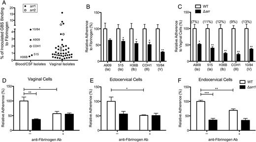 GBS interaction with fibrinogen and contribution of Srr to reproductive tract adherence. A, GBS clinical isolates (n = 40) from vaginal tract of pregnant women and invasive isolates A909, 515, H36B, COH1, and NCTC 10/84 (n = 5) were incubated on 96-well microtiter plates coated with immobilized fibrinogen (0.4 µM). Srr allele status was determined by PCR as described in Materials and Methods. B, Representative GBS serotypes Ia, Ib, III, and V and isogenic Δsrr mutants were incubated with immobilized fibrinogen as in (A). Statistical comparisons were made between mutant and parental strains. C, Adherence of WT GBS and isogenic Δsrr mutants to hVECs at an MOI of 1. Total adherence values, percentage, of parental strains compared to original inoculum are indicated in parentheses. Statistical comparisons were made between mutant and parental strains. D–F, Adherence of WT NCTC 10/84 or isogenic Δsrr1 to hVEC, ecto-, or endocervical cells (MOI of 1) with or without blocking by antifibrinogen antibody (10 µg/mL). Values are expressed as the relative total of cell-associated CFUs recovered compared to original inoculum. Experiments were repeated at least twice with 4 replicates, and data from a representative experiment are shown. Data were analyzed by Student t test. *P < .05; **P < .005; ***P < .001. Abbreviations: CFUs, colony-forming units; CSF, cerebral spinal fluid; GBS, group B streptococcus; hVECs, human vaginal epithelial cells, MOI, multiplicity of infection; PCR, polymerase chain reaction; srr, serine-rich repeat gene; WT, wild type.