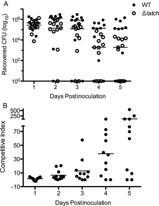 Contribution of Srr1 latch domain to GBS vaginal colonization in vivo. Equal amounts of WT NCTC 10/84 and Δlatch (0.5 × 107 CFUs each) were introduced into the vaginal vault of mice (n = 11) in a competition assay. A, Persisting GBS were enumerated by plating on CHROMagar StrepB plates with and without 5 µg/mL erythromycin on successive days after infection. B, The ratio of WT GBS CFU to Δlatch CFUs over time. An overall ratio of 1 indicates equal numbers of WT and Δlatch CFUs. Dots represent values for individual mice and lines represent median values. Experiments were conducted independently at least twice, and data from 1 representative experiment are shown. Data were analyzed by repeated measures 2-way ANOVA. Abbreviations: CFUs, colony-forming units; GBS, group B streptococcus; Srr, serine-rich repeat; WT, wild type.