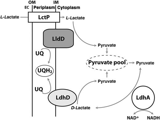 Proposed model for organization and roles of lactate dehydrogenases (LDHs) in Neisseria gonorrhoeae. Abbreviations: EC, extracellular space; IM, inner membrane; LctP, L-lactate permease; LdhA, NAD+-linked D-LDH; LdhD, respiratory D-LDH; LldD, respiratory L-LDH; NAD+, nicotinamide adenine dinucleotide, oxidized; NADH, nicotinamide adenine dinucleotide, reduced; OM, outer membrane; UQ, ubiquinone; UQH2, ubiquinol.