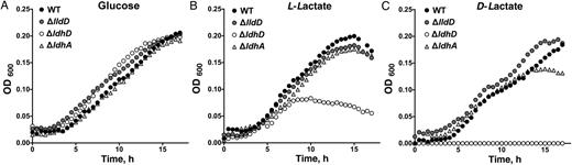 Growth curve analysis of Neisseria gonorrhoeae 1291 wild type (WT) and ΔlldD, ΔldhD, and ΔldhA mutants in chemically defined medium containing glucose (A), L-lactate (B), or D-lactate (C) . Carbon sources were added at a final concentration of 0.5% (wt/vol). Each time point is representative of 6 replicates. Abbreviation: OD600, optical density at 600 nm.