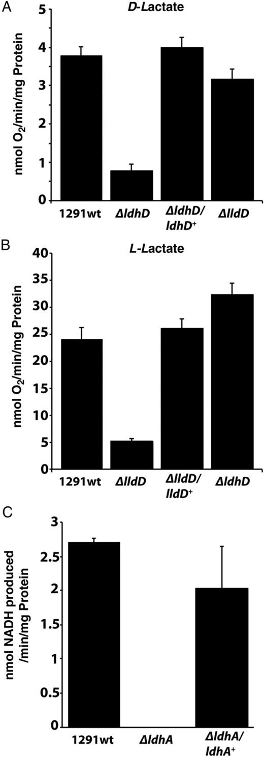 LDH assays using N. gonorrhoeae membranes and cell-free extracts. A, B, Oxygen consumption assays performed using D-lactate (A) and L-lactate (B) with membrane vesicles from 1291 wild type N. gonorrhoeae, ΔldhD, ΔlldD, and complemented mutant strains ΔldhD/ldhD+ and ΔlldD/lldD+. C, Coupled assays with D-lactate plus nicotinamide adenine dinucleotide, oxidized (NADH), using wild type N. gonorrhoeae, ΔldhA, and ΔldhA/ldhA+ cell-free extracts. Each assay was performed in triplicate, with error bars representing standard deviations. Abbreviation: NADH, nicotinamide adenine dinucleotide, reduced.