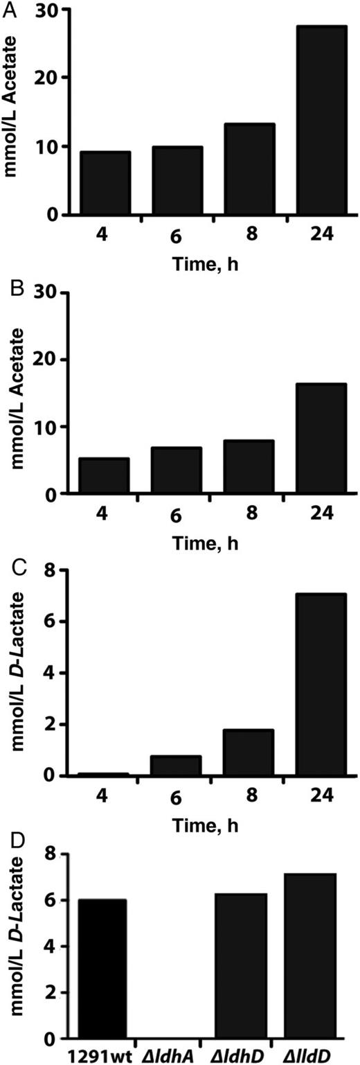 Determination of excreted metabolites when glucose is supplied as the sole carbon source. A, B, Acetate accumulation monitored over 24 hours using wild type Neisseria gonorrhoeae grown under aerobic (A) or microaerobic (B) conditions. C, D-lactate accumulation monitored over 24 hours using wild type N. gonorrhoeae grown under microaerobic conditions. (D) D-lactate concentration in growth media after 24 hours using wild type N. gonorrhoeae and the 3 isogenic mutant strains grown under microaerobic conditions. Cells were grown as detailed in Materials and Methods. Each experiment was performed in duplicate.