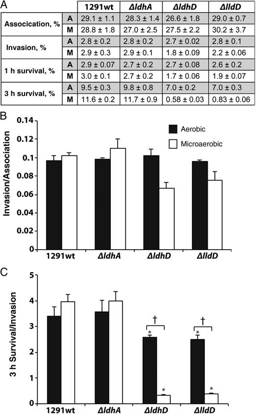 Wild type and mutant Neisseria gonorrhoeae cervical cell infection studies under aerobic and microaerobic conditions. A, Association (90 minutes), invasion (90 minutes of infection plus 30 minutes of gentamicin treatment), 1-hour survival (viable bacteria 1 hour after invasion), and 3-hour survival (viable bacteria 3 hours after invasion), calculated as a percentage of the initial inoculum. Each experiment was performed in triplicate on 3 occasions. All corresponding P values, determined with Kruskal–Wallis analysis of variance, are presented in Supplementary Data. B, Primary cervical epithelial cell invasion indices expressed as invasion/association. C, Three-hour survival indices expressed as 3-hour survival/invasion. *P < .0001 (vs wild type for growth condition; Student t test); †P <.0001 (aerobic vs microaerobic for strain; Student t test). Abbreviations: A, aerobic; M, microaerobic.