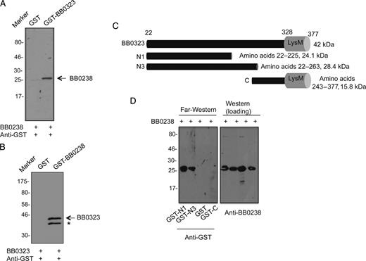 A, B, BB0238 interacts with BB0323. Far-Western blot analyses demonstrate specific binding of BB0238 to BB0323 (A) or binding of BB0323 to BB0238 (B). The recombinant proteins (either BB0238 or BB0323) were separated by sodium dodecyl sulfate–polyacrylamide gel electrophoresis (SDS-PAGE) and incubated with glutathione S-transferase (GST)–fused proteins (either BB0323 or BB0238) or GST (control). Bound proteins were detected by anti-GST antibodies conjugated to horseradish peroxidase. Arrows denote the position of the band specifically detected by the recombinant protein; asterisk, either a nonspecific band or a degraded form of BB0323. Migration of protein standards is shown to the left in kilodaltons. C, Schematic representation of various truncated recombinant BB0323 proteins representing N- and C-terminal polypeptides. Truncated polypeptides were produced with or without GST tags. D, BB0238 binds to the N-terminal BB0323. Left panel denotes far-Western analysis; recombinant BB0238 proteins were separated by SDS-PAGE, blotted onto nitrocellulose membranes, and incubated with GST-fused N1 (GST-N1), GST-fused N3 (GST-N3), GST, or GST-fused C-terminal polypeptide (GST-C). Bound proteins were detected with immunoblotting using anti-GST antibodies. Only N-terminal polypeptides exhibit detectable interaction in the assay. Equal protein loading is indicated by immunoblotting using BB0238 antibody (right panel).