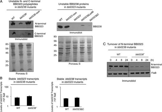 BB0238 and BB0323 contribute to mutual posttranslational stability. A, Deletion of bb0238 or bb0323 in spirochetes reduces protein levels of the respective partner, as revealed by Western blot analysis. Comparable amounts of lysates from wild-type (WT), bb0238 mutants (bb0238−), bb0238-complemented isolates (bb0238 com), bb0323 mutants (bb0323−), BB0323 C-terminal–deletion mutants (bb0323ΔC), and BB0323 LysM domain–deletion mutants (bb0323ΔLysM) were separated by sodium dodecyl sulfate–polyacrylamide gel electrophoresis (SDS-PAGE) and immunoblotted with specific antibodies against BB0238 or N- or C-terminal polypeptides of BB0323. Protein loading is indicated by staining with Ponceau S (bottom panels). Migration of protein standards is shown to the left in kilodaltons (left panel). B, Targeted loss of bb0238 or bb0323 in Borrelia burgdorferi did not alter transcript levels of the respective partner. The level of bb0323 transcripts in WT and bb0238 mutants (top panel) or bb0238 transcripts in WT and bb323 mutants (bb0323ΔC) (bottom panel) was measured with quantitative reverse-transcription polymerase chain reaction. C, Posttranslational stability of BB0323 in bb0238 mutant. Protein synthesis was inhibited by the addition of 100 µg/mL spectinomycin to growing culture of spirochetes, and levels of N-terminal BB0323 were determined with immunoblot analyses. At indicated time points, spirochetes were collected, and lysates were separated by SDS-PAGE and immunoblotted using anti-N-terminal BB0323 and anti-FlaB (loading control).