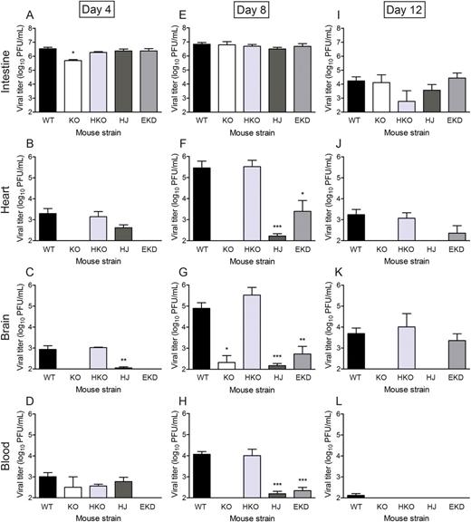 Endothelial junctional adhesion molecule-A is required for reovirus bloodstream spread. Newborn (2–3 days) mice were inoculated perorally with reovirus strain T1L at 1000 PFU per mouse. At 4, 8, and 12 days post-inoculation, intestine, heart, and brain were excised, and blood was collected into an equal volume of Alsever's solution for determination of viral titer by plaque assay. Results are presented as mean viral titer. Error bars indicate standard deviation. For each time point and mouse strain, 3 to 13 mice were used. Abbreviations: EKD, EndoJAM-AKD; HJ, HematoJAM-A; HKO, HematoJAM-AKO; KO, JAM-AKO; WT, wild-type (JAM-A f/f). *P < .05, **P < .005, ***P < .001 by Student t test.