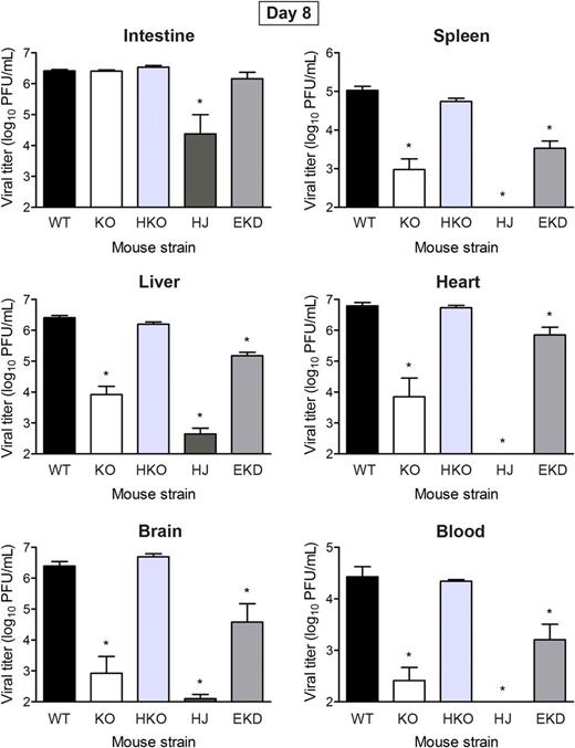 Endothelial junctional adhesion molecule-A is required for reovirus egress from the circulation. Newborn (2–3 days) mice were inoculated intravenously with reovirus strain T1L at 1000 PFU per mouse. At 8 days post-inoculation, intestine, spleen, liver, heart, and brain were excised, and blood was collected into an equal volume of Alsever's solution for determination of viral titer by plaque assay. Results are presented as mean viral titer. Error bars indicate standard deviation. For each time point and mouse strain, 5 to 18 mice were used. Abbreviations: EKD, EndoJAM-AKD; HJ, HematoJAM-A; HKO, HematoJAM-AKO; KO, JAM-AKO; WT, wild-type (JAM-A f/f). *P < .05 by Student t test.