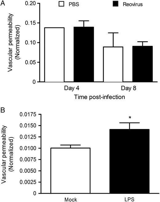Reovirus infection does not increase vascular permeability in vivo. A, Newborn (2–3 days) wild-type mice were inoculated perorally with either phosphate-buffered saline (PBS) or reovirus strain T1L at 5 × 106 PFU per mouse. At 4 and 8 days post-inoculation, mice were injected intraperitoneally with 0.1 mL 10% sodium fluorescein. B, Mice (7–8 days) were inoculated with 1 mg/kg lipopolysaccharide (LPS) and 3 hours later injected intraperitoneally with 0.1 mL 10% sodium fluorescein. Ten minutes later, all mice were euthanized and perfused. Brains were homogenized, and fluorescein content was determined using a microplate reader with 485 nm excitation and 528 nm emission filters. Fluorescein content in blood was used to normalize the fluorescein content in the brain. In the PBS- and LPS-treated groups, 2 to 3 mice were used; in the reovirus-infected group, 5 mice were used at both time points. *P < .05 by Student t test.