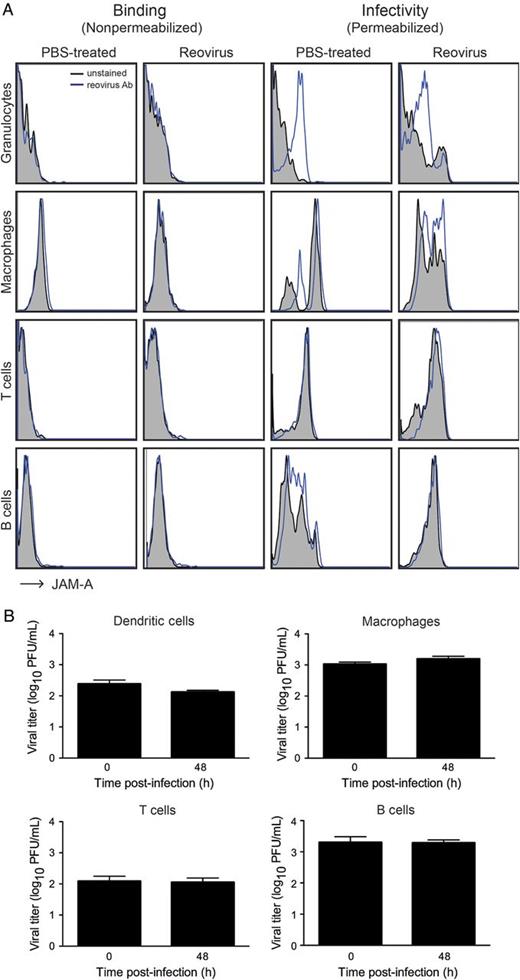 Reovirus does not infect hematopoietic cells in vivo or ex vivo. A, Newborn (2–3 days) wild-type mice were inoculated perorally with either phosphate-buffered saline or reovirus strain T1L at 5 × 106 PFU per mouse. At 8 days post-inoculation, hematopoietic cells from the blood were isolated and stained with antibodies specific for hematopoietic cell subsets and reovirus-specific polyclonal antiserum using either nonpermeabilizing (to detect binding) or permeabilizing (to detect infection) conditions. The percentage of infected cells within each cell population was determined using flow cytometry. B, Dendritic cells, macrophages, T cells, and B cells were isolated from the spleens of 5-day-old C57BL/6 mice by fluorescence-activated cell sorting using antibodies specific for CD11c, CD11b, CD3, and B220, respectively. Isolated cells were infected with reovirus strain rsT3D/T1LS1 at a multiplicity of infection of 100 PFU/cell, and viral titers were determined by plaque assay at 0 and 48 hours post-infection. Results are presented as mean viral titer at each time point. Error bars indicate standard deviation.