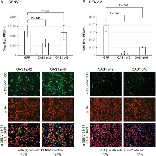 Antiviral activity of human OAS1 p42 and p46 isoforms against dengue virus serotype 1 (DENV-1) and DENV-2 infection. A549 cells were transduced with lentiviral vectors expressing the hemagglutinin (HA)–tagged OAS1 isoforms (p42 or p46). Seventy-two hours after transduction, cells were infected with DENV-1 (A) or DENV-2 (B; multiplicity of infection, 5) for 24 hours. Culture supernatants were collected for viral titration by plaque-forming assays. Viral titers are means ± SD of 3 independent experiments. In parallel, cells were fixed and permeabilized for an immunofluorescence assay. Cells stained with HA-tagged OAS (red), DENV protein NS3 (green), and DAPI (blue) were photographed using a fluorescent microscope. Abbreviations: GFP, green fluorescent protein; PFU, plaque-forming units.