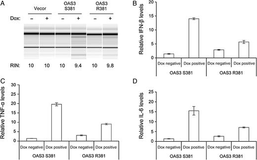 Cytokine induction in cells with human OAS3 S381 versus R381. Human T-REx 293 cells with OAS3 S381 or R381 (on a background of K18)–inducible expression for 24 hours were infected with dengue virus serotype 2 (multiplicity of infection, 5) in medium without (−) or with (+) doxycycline (Dox; 1 µg/mL) for 24 hours. Total cellular RNA was extracted and analyzed for ribosomal RNA integrity by RNA chip (A) and for gene expression levels by quantitative real-time reverse transcription–polymerase chain reaction (B and D). The RNA integrity number (RIN) was determined by Agilent 2100 Expert software. Relative messenger RNA (mRNA) levels of interferon β (IFN-β; B), tumor necrosis factor α (TNF-α; C), and interleukin 6 (IL-6; D) were normalized to GAPDH mRNA levels.