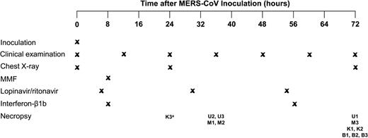 Schedule of MERS-CoV inoculation, examination, treatment, and necropsy of the common marmosets. aK3 died unexpectedly during anesthesia at 24 hpi, which was likely related to the anesthesia procedure, as common marmosets are very small and fragile. Abbreviations: hpi, hours postinoculation; MERS-CoV, Middle East respiratory syndrome coronavirus; MMF, mycophenolate mofetil.