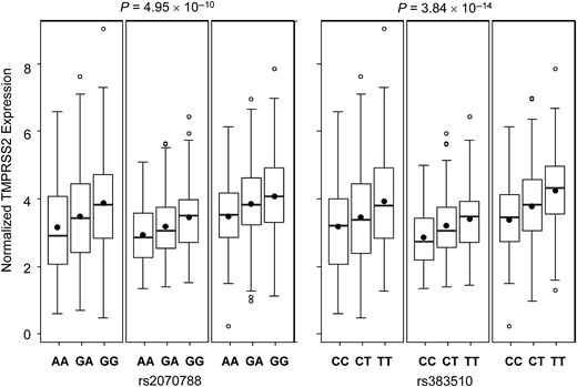 Genotype-specific TMPRSS2 expression in human lung tissues. Boxplots show expression of TMPRSS2 corresponding to rs2070788 (left) and rs383510 (right) genotypes. Boxes denote interquartile ranges; thick lines, medians; black dots, means; and open dots, possible outliers. Expression data from the 3 participating centers are shown.