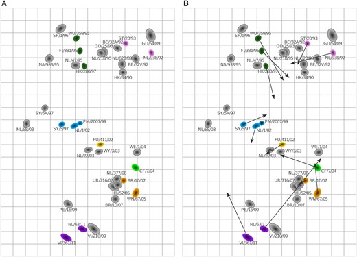 Comparison of antigenic maps based on ferret and human sera. A, Antigenic map based on 21 ferret sera, with the same virus set as in Figure 2 (made without minimum column basis). Sera are shown in gray. B, Procrustes arrows from each virus point to its corresponding position in the human map in Figure 2.