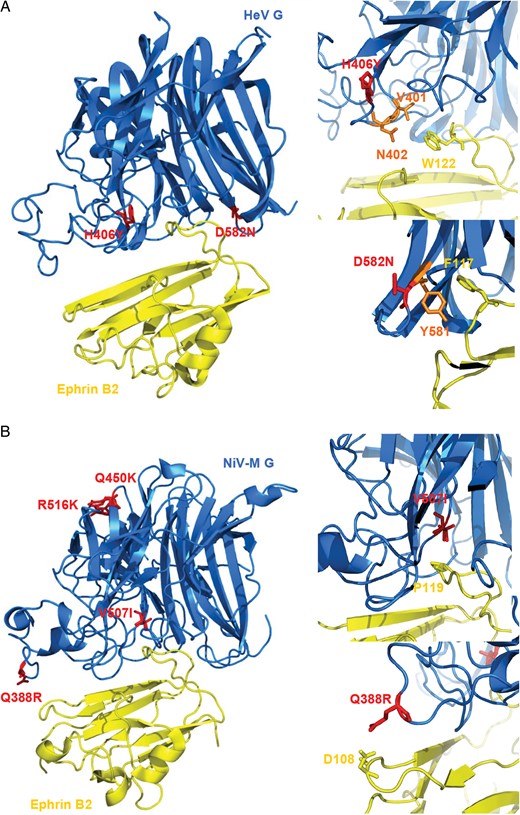 Structural mapping of escape mutations on the Hendra virus (HeV) and Nipah virus (NiV) attachment glycoprotein (G). The neutralization-escape mutations H406Y and D582N (A) and Q450K, V507I, and R516K (B) were mapped onto the structures of the HeV (A) and NiV strain Malaysia (NiV-M; B) attachment Gs (in blue), respectively. The changed amino acid residues are shown in red. The structure of ephrin B2 is shown in yellow. Residues involved in the interaction of G and ephrin B2 are shown as sticks in orange (on G) and yellow (on ephrin B2).