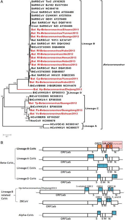 A, Phylogenetic tree based on the complete RNA-dependent RNA polymerase (RdRp; NSP12) proteins of betacoronaviruses. Scale bar represents 0.1 substitutions per nucleotide site. B, Differences in genome organization between coronaviruses of each lineage of betacoronaviruses and alphacoronaviruses. The unique accessory open reading frames (ORFs) of lineage B betacoronaviruses are labeled in orange. This figure is available in black and white in print and in color online.