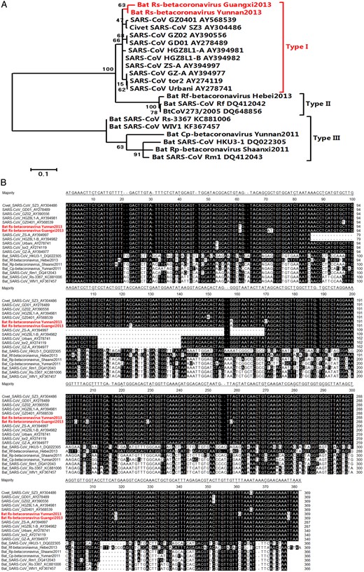 A, Phylogenetic analysis of lineage B betacoronaviruses, based on the complete nucleotide sequences of open reading frame (ORF8). Scale bar represents 0.1 substitutions per nucleotide site. B, Multiple alignments were conducted on the basis of the complete nucleotide sequences of ORF8.