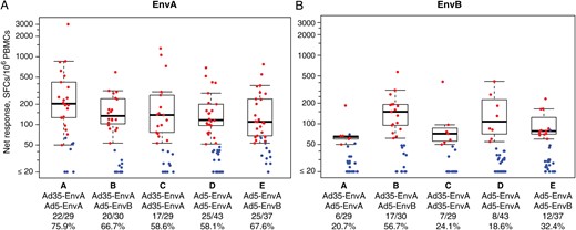 Vaccination with heterologous human immunodeficiency virus type 1 (HIV-1) env sequences and heterologous adenovirus vectors elicited T-cell responses in human volunteers. Cellular immune responses were quantified with an interferon γ enzyme-linked immunospot assay, using autologous peptide pools derived from the EnvA insert (A) and the EnvB insert (B). Positive responders are shown in red and negative responders in blue, with background responses (to medium alone) subtracted. Box plots show the distribution of responses among the positive responders only. The box indicates the median and interquartile range (IQR); the whiskers extend to 1.5 times the IQR from the upper or lower quartile. The response rates are indicated along the x-axis. Abbreviations: PBMC, peripheral blood mononuclear cell; SFC, spot-forming cell.