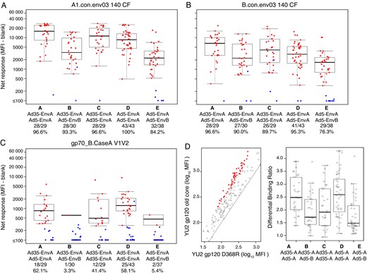 Prime-boost using heterologous env sequences does not augment antibody responses. Binding antibody responses were measured by an human immunodeficiency virus type 1 (HIV-1) envelope binding antibody multiplex assay using a consensus clade A envelope (A), a consensus clade B envelope (B), and the V1V2 variable region (C). Antibodies specific for the CD4 binding site were assessed by differential binding to the clade B isolate YU2 gp120 old core and the D368R mutant (D). Positive responders are shown in red and negative responders in blue (A, B, and C), with background responses (to medium alone) subtracted. Boxplots show the distribution of responses among the positive responders only. The box indicates the median and interquartile range (IQR); the whiskers extend to 1.5 times the IQR from the upper or lower quartile. The response rates are indicated along the x-axis. Abbreviation: MFI, mean fluorescence intensity.