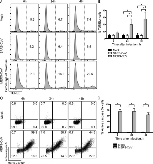 Middle East respiratory syndrome coronavirus (MERS-CoV) induces apoptosis and substantial upregulation of active caspase 3 in infected T cells. A, T cells were infected with MERS-CoV or severe acute respiratory syndrome CoV (SARS-CoV) at 2 50% tissue culture infective doses (TCID50) per cell. Cells were fixed at the indicated time points and immunolabeled for detection of terminal deoxynucleotidyl transferase dUTP nick end labeling (TUNEL)–positive cells. B, The average percentage of TUNEL-positive cells from 3 different donors. C, T cells were infected with MERS-CoV at 2 TCID50 per cell. Cells were fixed at the indicated time points and immunolabeled for detection of MERS-CoV nucleoprotein (NP) and active caspase 3. D, The average percentage of active caspase 3–positive cells among MERS-CoV NP+ cells from 3 different donors. In all panels, bars and error bars represent means and standard deviations. Statistical analyses were performed using the Student t test. *P < .01.