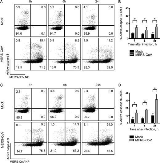 The extrinsic and intrinsic caspase-dependent apoptosis pathways are activated in Middle East respiratory syndrome coronavirus (MERS-CoV)–infected T cells. T cells were infected with MERS-CoV at 2 50% tissue culture infective doses per cell. At the indicated time points, infected cells were labeled with MERS-CoV nucleoprotein (NP), as well as FITC-IETD-FMK (for caspase 8; A and B) and FITC-LEHD-FMK (for caspase 9; C and D) for 1 hour at 37°C. The average percentage of active caspase 8–positive (B) or active caspase 9–positive (D) cells among MERS-CoV NP–expressing cells from 3 different donors was illustrated. In all panels, bars and error bars represent means and standard deviations. Statistical analyses were performed using the Student t test. *P < .05.