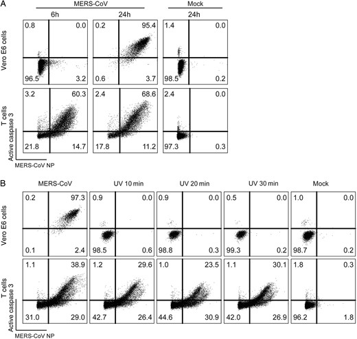 Middle East respiratory syndrome coronavirus (MERS-CoV)–induced caspase 3 activation in T cells occurs rapidly upon infection and is not inhibited by UV inactivation of the virus. A, T cells and Vero E6 cells were infected with MERS-CoV at 2 50% tissue culture infective doses (TCID50) per cell. Cells were fixed at the indicated time points and immunolabeled for detection of MERS-CoV nucleoprotein (NP) and active caspase 3. B, T cells and Vero E6 cells were infected with MERS-CoV at 2 TCID50 per cell. In parallel, equal volumes of UV-inactivated MERS-CoV were applied to Vero E6 cells and T cells. At 24 hours after infection, cells were harvested, fixed, and immunolabeled for detection of MERS-CoV NP and active caspase 3. The illustrated result was a representative of 2 independent experiments that showed similar results.