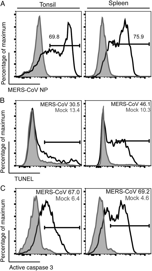 T cells in human lymphatic organs, including the spleen and the tonsil, are highly susceptible to Middle East respiratory syndrome coronavirus (MERS-CoV) and MERS-CoV–induced apoptosis. Disassociated human spleen and tonsil cells were infected with MERS-CoV at 2 50% tissue culture infective doses per cell. Cells were fixed at 24 hours after infection and assessed for MERS-CoV nucleoprotein (NP; A), terminal deoxynucleotidyl transferase dUTP nick end labeling activity (B), and active caspase 3 (C) among CD3+ cells. The illustrated result was a representative of 2 independent experiments that showed similar results.