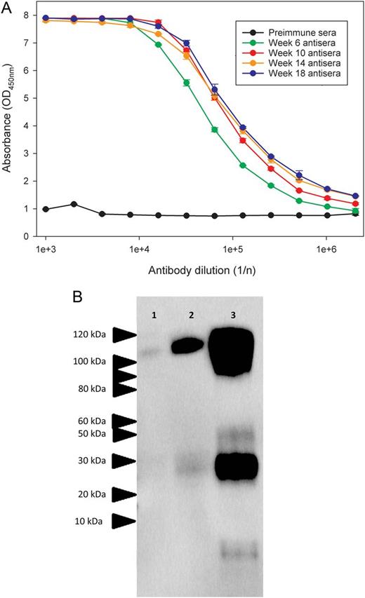 Binding of ovine sera after immunization to Ebola virus glycoprotein (EBOV-GP). A, Sheep were immunized with recombinant EBOV-GP1,2ecto at 4 weekly intervals, and binding of antisera pools to the EBOV-GP1,2ecto was assessed by an indirect enzyme-linked immunosorbent assay. B, Western blot analysis of purified ovine immunoglobulin G, showing recognition of protein isolates from VeroE6 cells infected with EBOV strains 1976/Yambuku-Ecran, 2014/Makona, and 2014/UKexSierraLeone in lanes 2, 3, and 4, respectively. Protein lysates for Western blot analysis were derived from VeroE6 cells infected with a multiplicity of infection (MOI) of 0.5 and harvested 72 hours (1976/Yambuku-Ecran and 2014/Makona) or 168 hours (2014/UKexSierraLeone) after infection. Estimated molecular masses are indicated.