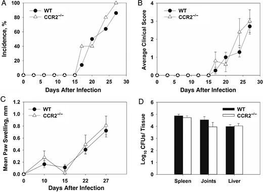 CCR2 is not a critical mediator of Brucella-induced focal inflammation. Wild-type (WT) and CCR2−/− mice were infected intraperitoneally with approximately 1 × 105 colony-forming units (CFUs) of Brucella melitensis 16 M and treated with anti-interferon γ (IFN-γ; 5–10 animals/group). Incidence of paw swelling (A), clinical scores (B), and mean swelling (C) were recorded over time. On day 28 after infection mice were euthanized, and Brucella CFUs were enumerated (D). Error bars depict standard errors of the mean.