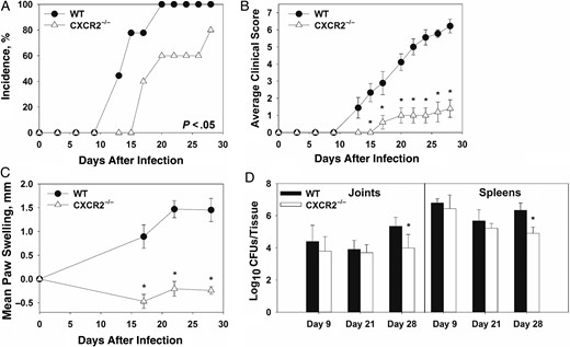 Reduced focal inflammation in Brucella-infected, anti-interferon γ (IFN-γ)–treated CXCR2−/− mice. Wild-type (WT) and CXCR2−/− mice (both on a BALB/c background) were infected intraperitoneally with approximately 1 × 105 colony-forming units (CFUs) of Brucella melitensis 16 M and treated with anti-IFN-γ. Incidence of paw swelling (A), clinical scores (B), and mean swelling (C) were recorded over time. On days 9, 21, and 28 after infection, Brucella colonization was determined (D). *P < .05 as compared to WT mice. Error bars depict standard errors of the mean (SEMs). Data in panels A–C are from 5–10 mice/group and are representative of 3 independent experiments. CFU data in panel D were obtained from 3–9 mice/group. Error bars depict SEMs.