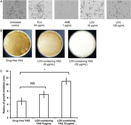 Effects of statins on Rhizopus oryzae growth. A, Germination of the R. oryzae isolate RO-969 with no treatment (control) and after treatment with fluconazole (FLU; 64 µg/mL), amphotericin B (AMB; 1 µg/mL), and 2 concentrations of lovastatin (LOV; 16 µg/mL and 128 µg/mL). Magnification ×40. B, Growth of R. oryzae after 48 hours of incubation at 37°C on drug-free and LOV-containing (8 µg/mL and 32 µg/mL) yeast extract agar glucose (YAG) plates. C, Growth inhibition of R. oryzae grown on LOV-containing YAG plates (0, 8, and 32 µg/mL) after exposure to peroxide. Significantly higher susceptibility to peroxide was observed in R. oryzae grown on the YAG plates containing 32 µg/mL LOV, compared with that grown on drug-free YAG plates (*P < .05, by the Kruskal–Wallis test). Data represent mean values (SD) of 3 experiments. Abbreviation: NS, not significant.