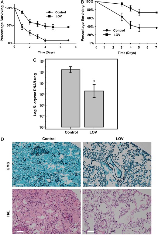 Effects of statins on Rhizopus oryzae virulence in vivo. A, Overall survival of female wild-type fruit flies infected with R. oryzae grown on drug-free yeast extract agar glucose (YAG) plates or lovastatin (LOV)–containing YAG plates (8 µg/mL). Fruit flies had better overall survival rates when infected with R. oryzae grown on LOV-containing YAG plates (P < .0001, by the Mantel–Cox test). There were 22 flies per test group, with 66 flies per experimental group (3 independent experiments performed). B, Overall survival of immunosuppressed female BALB/c mice infected with R. oryzae (RO-969) grown on either drug-free YAG plates or LOV-containing YAG plates (8 µg/mL; P = .0021, by the Mantel–Cox test). All experiments were done in triplicate, with 10 mice per test group and 30 mice per experimental group. C, Quantitative polymerase chain reaction analysis of fungal burden in lung tissue from mice infected with RO-969 grown on either drug-free YAG plates or LOV-containing YAG plates (8 µg/mL). *P < .05, by analysis of variance. There were 20 tissue samples per group. D, Bright-field microscopy of lung tissues from mice infected with R. oryzae grown on drug-free YAG plates (left) or LOV-containing YAG plates (8 µg/mL; right), stained with Grocott methenamine silver (GMS; top) or hematoxylin and eosin (H/E; bottom). Scale bar = 100 µm. Lung tissue from mice infected with R. oryzae grown without exposure to LOV showed numerous hyphae and spore infiltration within the tissue, which is absent in tissue from mice infected with R. oryzae exposed to LOV. Data represent mean values (±SD) of 3 experiments.