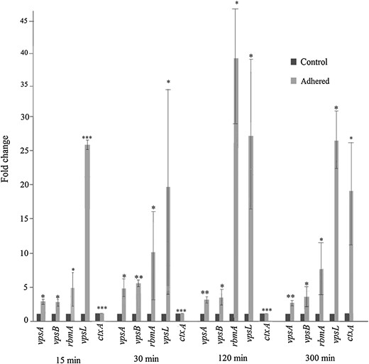 Induction of biofilm genes in INT 407–adhered Vibrio cholerae O395. RNA was extracted from V. cholerae O395 at different times after adherence to INT 407 cells (adhered) or from V. cholerae incubated under identical conditions without the cell line (control), and expression of vps and rbm was estimated by quantitative reverse transcription–polymerase chain reaction. ctxA expression was included as a control. Relative expression levels were calculated as fold induction of gene expression in adhered bacteria, considering the expression in control bacteria arbitrarily as 1. Error bars represent standard deviations. The statistical significance of differences in gene expression between the unadhered control and adhered V. cholerae was obtained by the Student t test. *P ≤ .05, **P ≤ .01, and ***P ≤ .001.