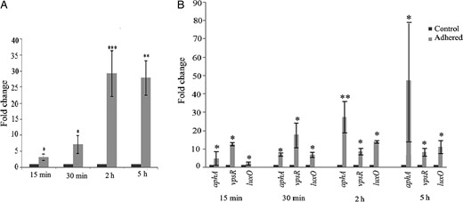 Induction of biofilm regulatory genes in INT 407–adhered Vibrio cholerae O395. RNA was extracted from V. cholerae O395 at different times after adherence to INT 407 cells (adhered) or from unadhered V. cholerae incubated without cell line (control), and expression of vpsT (A) or aphA, vpsR, and luxO (B) was estimated by quantitative reverse transcription–polymerase chain reaction. Relative expression levels were calculated as fold change of gene expression in adhered bacteria, considering the expression in unadhered control bacteria arbitrarily as 1. Error bars represent standard deviations. The statistical significance of differences in gene expression between the control and adhered V. cholerae was obtained by the Student t test. *P ≤ .05, **P ≤ .01, and ***P ≤ .001.