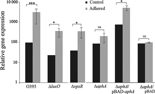 Expression of vpsT in ΔluxO, ΔvpsR, and ΔaphA mutants. RNA was extracted from O395, ΔluxO, ΔvpsR, ΔaphA ΔaphA/pBAD-aphA, and ΔaphA/pBAD 2 hours after adherence to INT 407 cells (adhered) or from unadhered bacteria incubated without the cell line (control), and expression of vpsT was estimated by quantitative reverse transcription–polymerase chain reaction. Relative expression levels were calculated as induction of gene expression in adhered bacteria, considering the expression in unadhered bacteria arbitrarily as 100. Error bars represent standard deviations. The statistical significance of differences in gene expression between the unadhered and adhered V. cholerae was obtained by the Student t test. *P ≤ .05 and ***P ≤ .001. Abbreviation: NS, not significant.