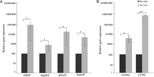 vpsT expression in ligated ileal loops. To examine the expression of vpsT in vivo, ligated rabbit ileal loops were inoculated with Vibrio cholerae strains O395, ΔluxO, ΔvpsR, and ΔaphA (A) or El Tor strains N16961 and C6706 (B). After 4 hours, bacteria were recovered from each loop, RNA was extracted, and vpsT expression was examined by quantitative reverse transcription–polymerase chain reaction. Relative expression levels were calculated as induction of gene expression in in vivo–grown bacteria, considering the expression in bacteria grown in vitro in LB medium arbitrarily as 100. Error bars represent standard deviations. The statistical significance of differences in gene expression between in vivo and in vitro grown bacteria was obtained by the Student t test. *P ≤ .1 and **P ≤ .01.