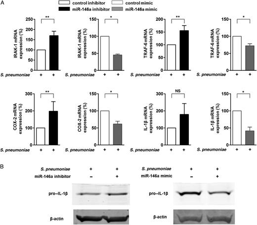MicroRNA-146a (miRNA-146a) regulates the antiinflammatory activity in human macrophages after stimulation with Streptococcus pneumoniae. Primary human blood-derived macrophages (BDMs) were transfected with miRVana control inhibitor, miRVana miRNA-146a inhibitor, miRVana control mimic, or miRVana miRNA-146a mimic. After 24 hours, BDMs were left untreated or stimulated with S. pneumoniae serotype 2 strain (D39; multiplicity of infection, 0.1) for 15 hours. A, RNA was isolated, and IRAK-1, TRAF-6, COX-2, and interleukin 1β (IL-1β) messenger RNA (mRNA) expression was analyzed by quantitative reverse transcription–polymerase chain reaction, using GAPDH expression for normalization. Graphs represent the quantification of GAPDH-normalized mRNA levels in relation to untreated control, expressed as a percentage of infected control samples. Data represent mean ± standard error of the mean of 5 (control inhibitor and miRNA-146a inhibitor experiments) or 3 (control mimic and miRNA-146a mimic experiments) independent experiments. B, Levels of expression of the gene encoding pro–interleukin 1β (pro-IL-1β) were detected by Western blot. β-actin was the internal control. *P < .05 and **P < .01. Abbreviation: NS, not significant.