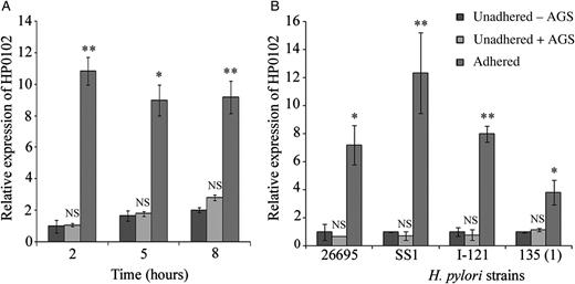 Induction of the HP0102 gene in AGS-adhered Helicobacter pylori strains. A, RNA was extracted from H. pylori strain G27 (A) or different H. pylori strains (B) after adherence to AGS cells (adhered) and from unadhered H. pylori incubated under identical conditions without cell line (unadhered - AGS) or collected from the supernatants of infected AGS cells (unadhered + AGS). HP0102 expression was estimated by quantitative reverse transcription polymerase chain reaction analysis. RNA was extracted 2, 5, and 8 hours after adherence of strain G27 to AGS cells and 2 hours after adherence of the other strains. Relative expression levels were calculated as fold induction of gene expression in adhered bacteria, considering the expression in unadhered bacteria grown without AGS at 2 hours arbitrarily as 1. Bar diagram represents the mean value ± SD of at least 3 experiments. The statistical significance of differences (P values) in expression of the HP0102 gene between the unadhered (−AGS) and adhered H. pylori cells were obtained by the Student t test and are indicated. No statistical significance was obtained in differences of HP0102 expression between unadhered (−AGS) bacteria and unadhered (+AGS) bacteria. *P ≤ .05 and **P ≤ .01. Abbreviation: NS, not significant.