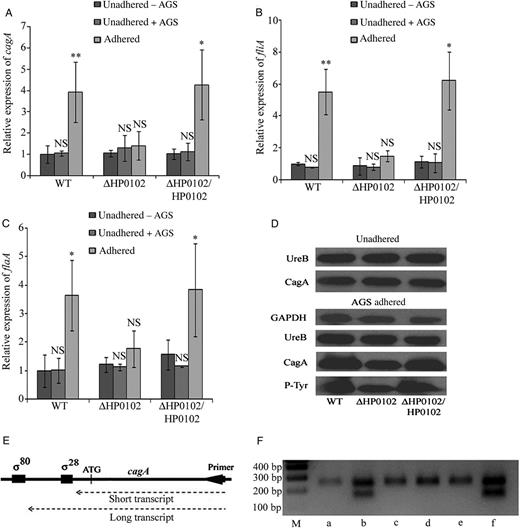 Gene expression and Western blot analysis in AGS-adhered and unadhered Helicobacter pylori strains. Expression of cagA (A), fliA (B), and flaA (C) was estimated in unadhered and AGS-adhered G27 wild-type (WT), ΔHP0102 mutant, and ΔHP0102/HP0102 complemented strains by quantitative reverse transcription polymerase chain reaction (PCR) analysis. Transcript levels are expressed relative to that in the unadhered WT strain, arbitrarily taken as 1. Results represent the average of at least 3 independent experiments. Error bars represent SD. The statistical significance (P values) of the differences in gene expression between the unadhered (−AGS) and adhered H. pylori cells were obtained by the Student t test and are indicated. No statistical significance was obtained in differences in gene expression between unadhered (−AGS) bacteria and unadhered (+AGS) bacteria. D, Western blot analysis of CagA in unadhered WT and H. pylori–infected AGS cultures. UreB was used as an internal control. Phosphorylated CagA was estimated in H. pylori–infected AGS cultures, using P-Tyr antibody, and glyceraldehyde 3-phosphate dehydrogenase (GAPDH) was used as an internal control. E, Schematic depicting transcripts initiating from the σ80 and σ28 promoters of cagA, using the rapid amplification of complementary DNA ends (RACE) primers. F, 5′ RACE PCR analysis of cagA transcripts in unadhered WT (a), AGS-adhered WT (b), unadhered ΔHP0102 mutant (c), AGS-adhered ΔHP0102 mutant (d), unadhered ΔHP0102/HP0102 strain (e), and AGS-adhered ΔHP0102/HP0102 strain (f). *P ≤ .05 and **P ≤ .01. Abbreviations: M, molecular size markers; NS, not significant.
