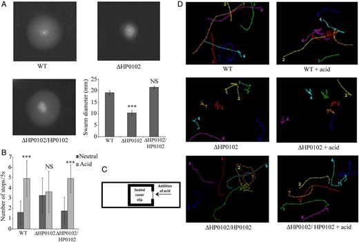 Motility and chemotaxis. A, Swarm plate assay of Helicobacter pylori G27 wild-type (WT), ΔHP0102 mutant, and ΔHP0102/HP0102 complemented strains. Bar diagram represents the average ± standard deviation (SD) swarm diameter of 3 experiments. The statistical significance of the differences (P values) in swarm diameter between the WT and ΔHP0102 mutant or ΔHP0102/HP0102 complemented strains are indicated. B, Swimming of G27WT, ΔHP0102, and ΔHP0102/HP0102 strains in liquid medium before (neutral) and after addition of acid was observed by video microscopy, and the number of stops of individual bacteria (n = 20) during a 5-second period was counted. The bar diagram represents the mean value ± SD of 3 experiments. The statistical significance of the differences (P values) in the number of stops before and after addition of acid in the different strains is indicated. C, Illustration of a wet mount chemotaxis assay (Supplementary Data). D, Analysis of the swimming trajectories of WT, ΔHP0102, and ΔHP0102/HP0102 strains. Using MTrackJ software, the 2D trajectories of individual bacterial cell were determined. Each trajectory is represented by a number, and the position of the number represents the final point of the trajectory. See Supplementary Data and Supplementary Data for H. pylori G27WT before and after addition of acid, Supplementary Data and Supplementary Data for the ΔHP0102 mutant before and after addition of acid, and Supplementary Data and Supplementary Data for the ΔHP0102/HP0102 complemented strain before and after addition of acid, respectively. ***P ≤ .001. Abbreviation: NS, not significant.