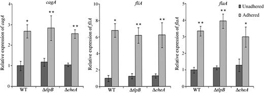 Induction of cagA, fliA, and flaA in chemotaxis mutants of Helicobacter pylori. Expression of cagA, fliA, and flaA in unadhered and AGS-adhered wild-type (WT), ΔtlpB, and ΔcheA strains was examined by quantitative reverse transcription polymerase chain reaction analysis. Transcript levels are expressed relative to that in the unadhered WT strain, arbitrarily taken as 1. The bar diagram represents the mean value ± standard deviation (SD) of at least 3 experiments. Error bars represent SDs. The statistical significance (P values) of the differences in gene expression between AGS-adhered and unadhered H. pylori strains are indicated. *P ≤ .05 and **P ≤ .01.