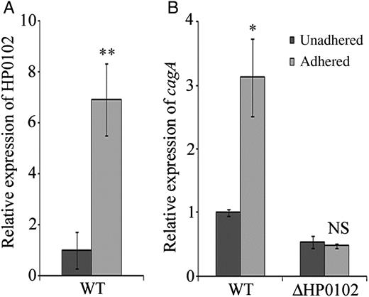 Induction of HP0102 and cagA upon infection of primary gastric cells. A, RNA was extracted from Helicobacter pylori G27 2 hours after adherence to primary gastric cells (adhered) or from H. pylori incubated under identical conditions without cell line (unadhered), and HP0102 expression was estimated by quantitative reverse transcription polymerase chain reaction analysis. B, Expression of cagA was estimated in AGS-adhered or unadhered H. pylori G27 wild type (WT) and ΔHP0102. Relative expression levels were calculated as fold induction of gene expression in adhered bacteria, considering the expression in unadhered bacteria arbitrarily as 1. Bar diagram represents the means ± SD of at least 3 experiments. The statistical significance of differences (P values) in gene expression between the unadhered and adhered H. pylori cells was obtained by the Student t test and are indicated. *P ≤ .05 and **P ≤ .01. Abbreviation: NS, not significant.